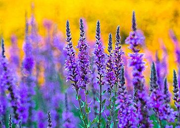 SteamDB《神秘海域：盗贼传奇合辑》上市日期再变