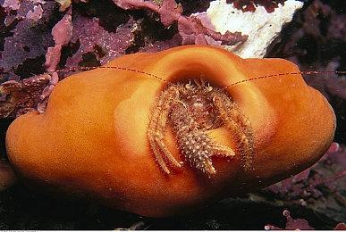 全是BUG！《索尼克：缤纷色彩究极版》NS版没法玩